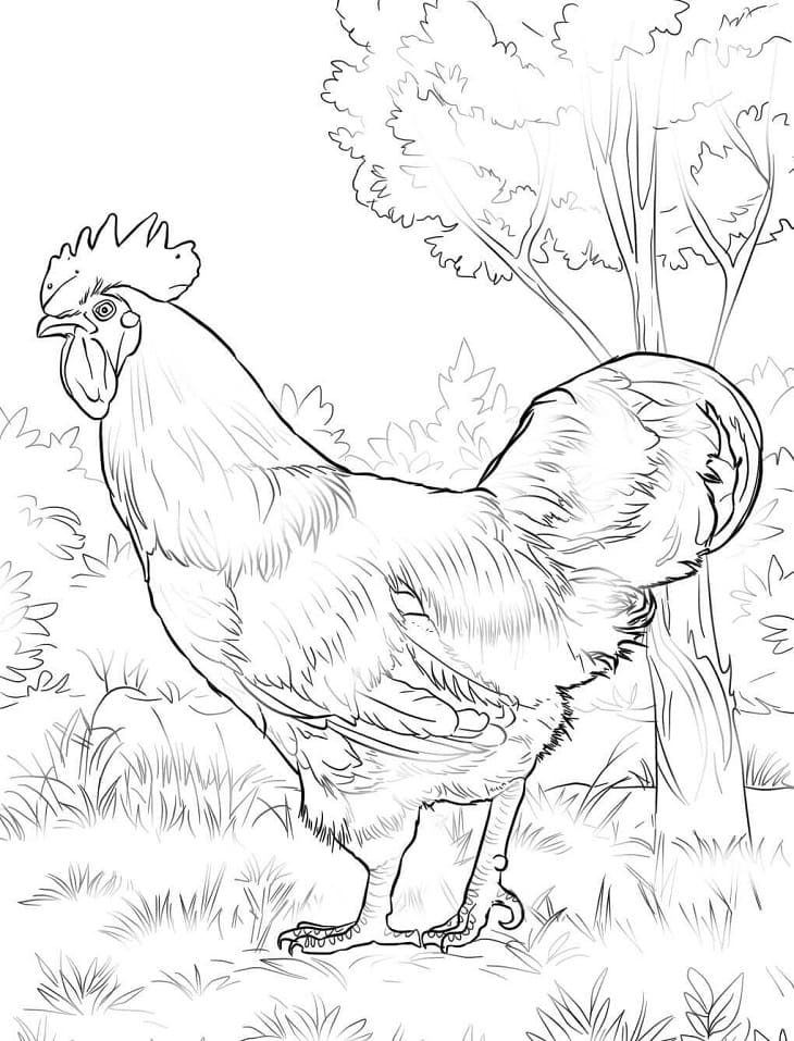 Coloriage Le coq rouge de Rhode Island