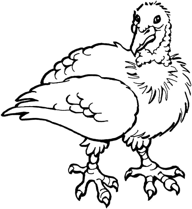 Coloriage Poulet moche à imprimer