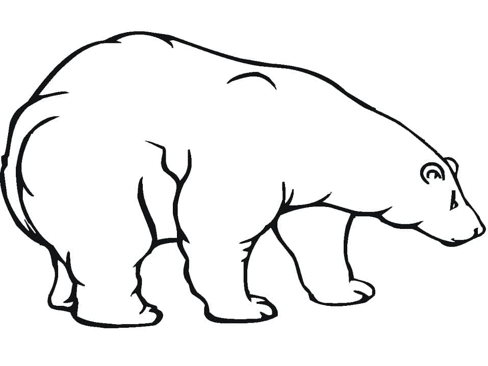 Coloriage Contour imprimable de l’ours polaire à imprimer