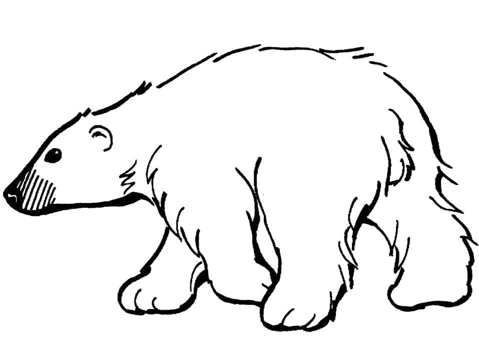 Coloriage Dessiner un ours polaire à imprimer