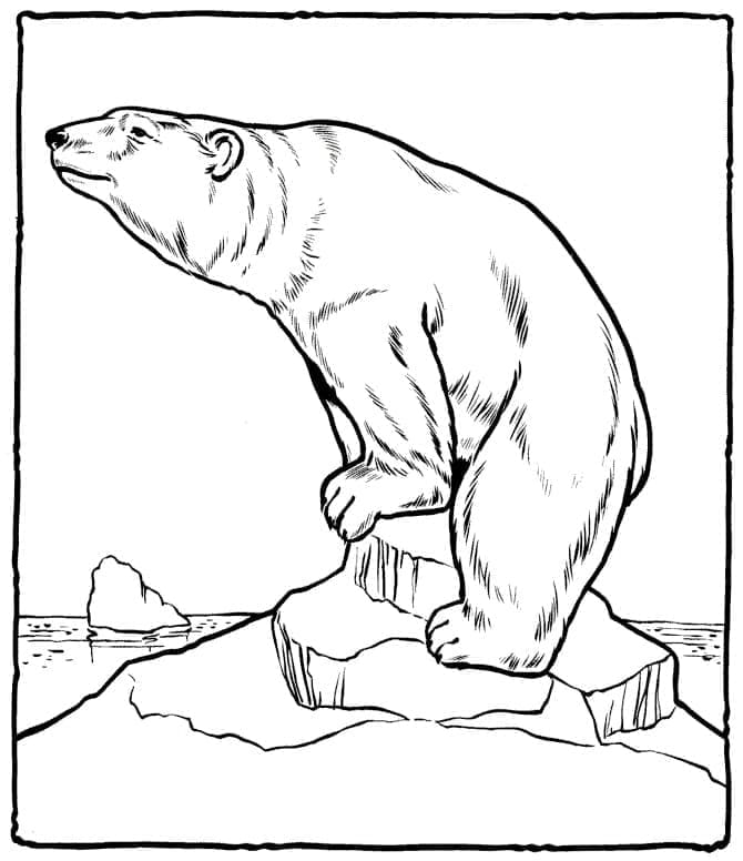 Coloriage Gros ours polaire à imprimer