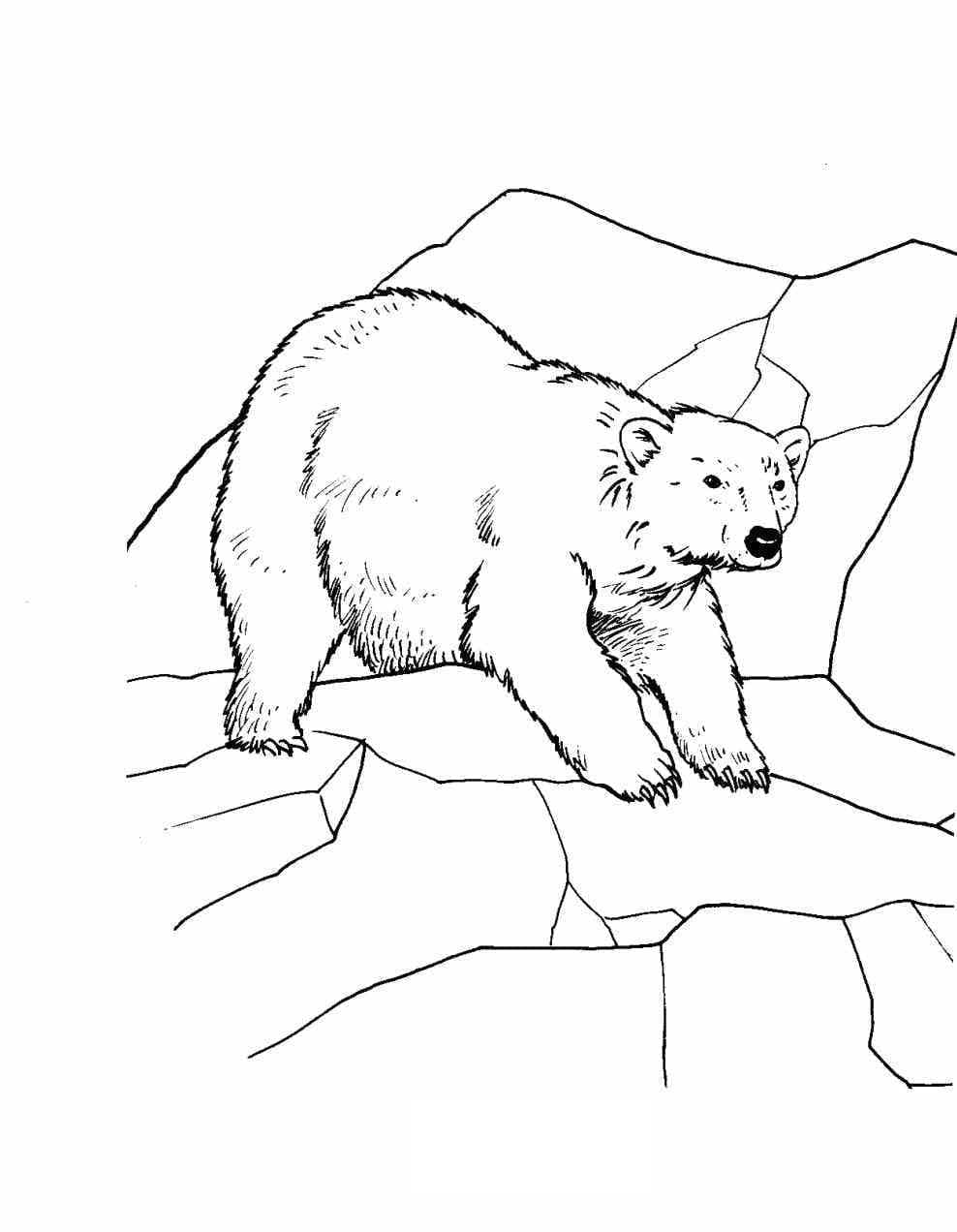 Coloriage Image d'ours polaire