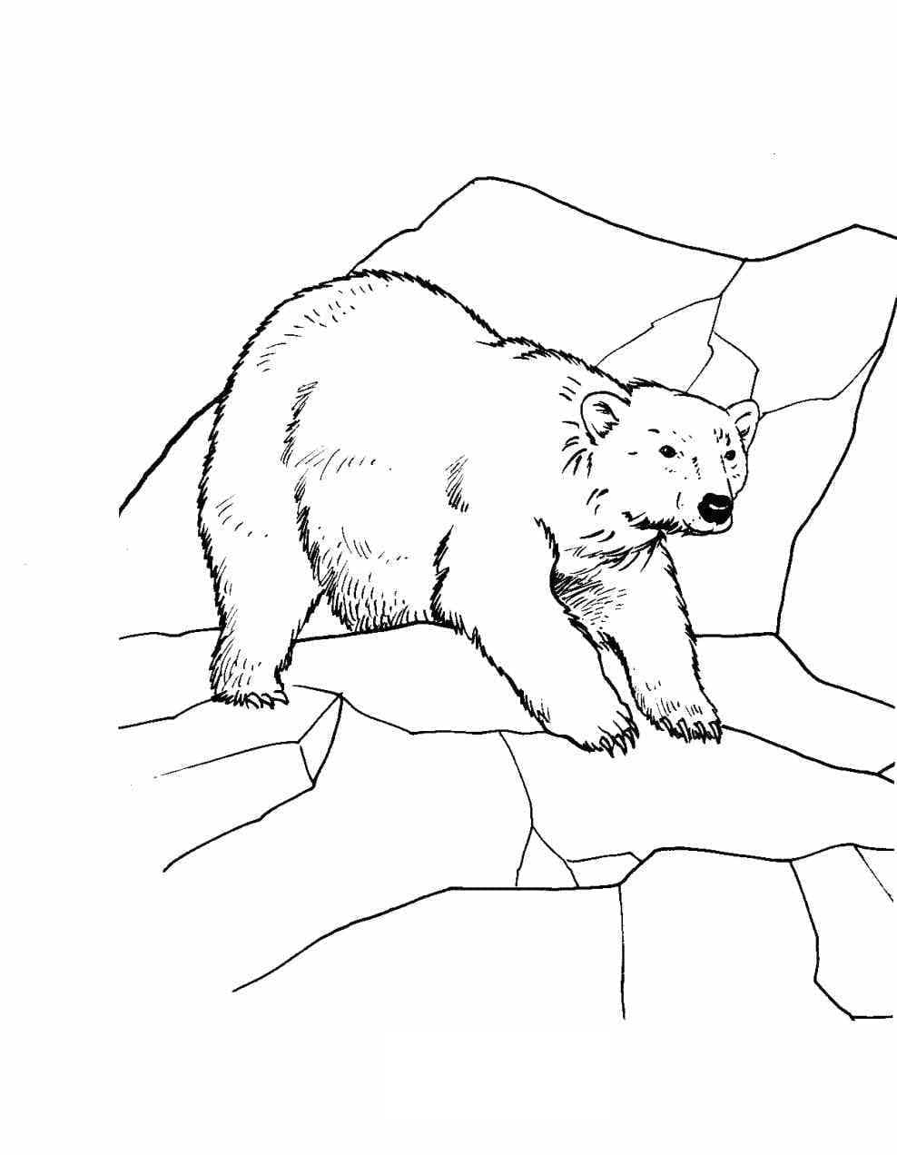 Coloriage Image d’ours polaire à imprimer