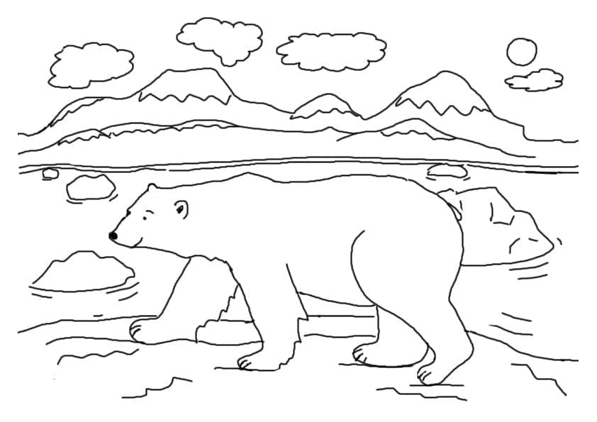 Coloriage Ours polaire gratuit