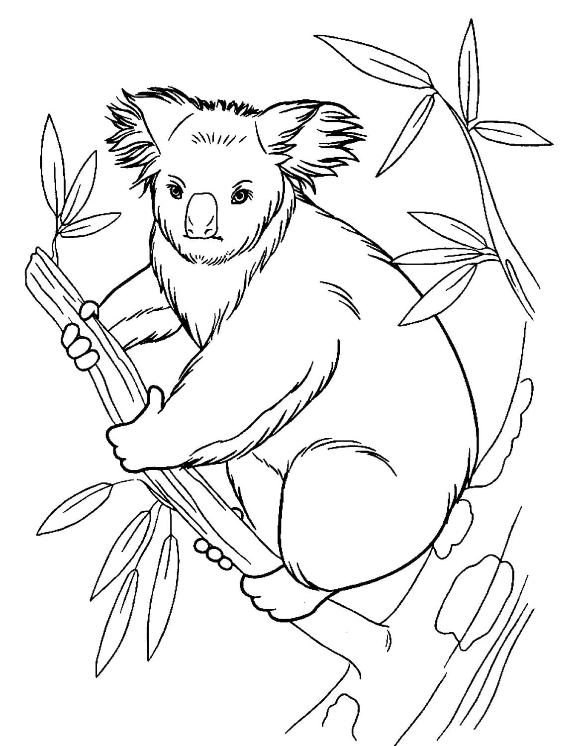 Coloriage Un koala sur arbre