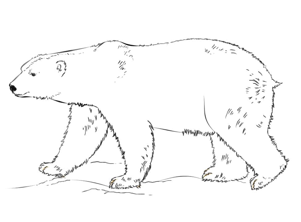 Coloriage Un ours polaire à imprimer