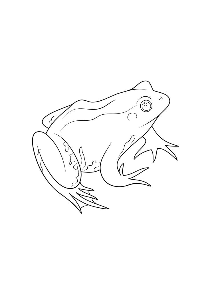 Coloriage Une grenouille imprimable