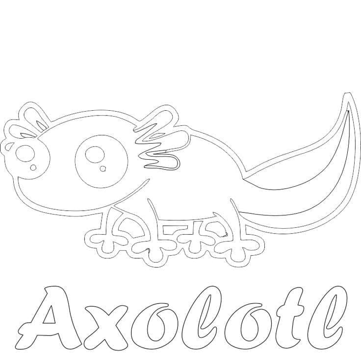Coloriage Axolotl Curieux