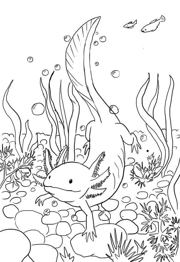 Coloriage Axolotl De Natation à imprimer