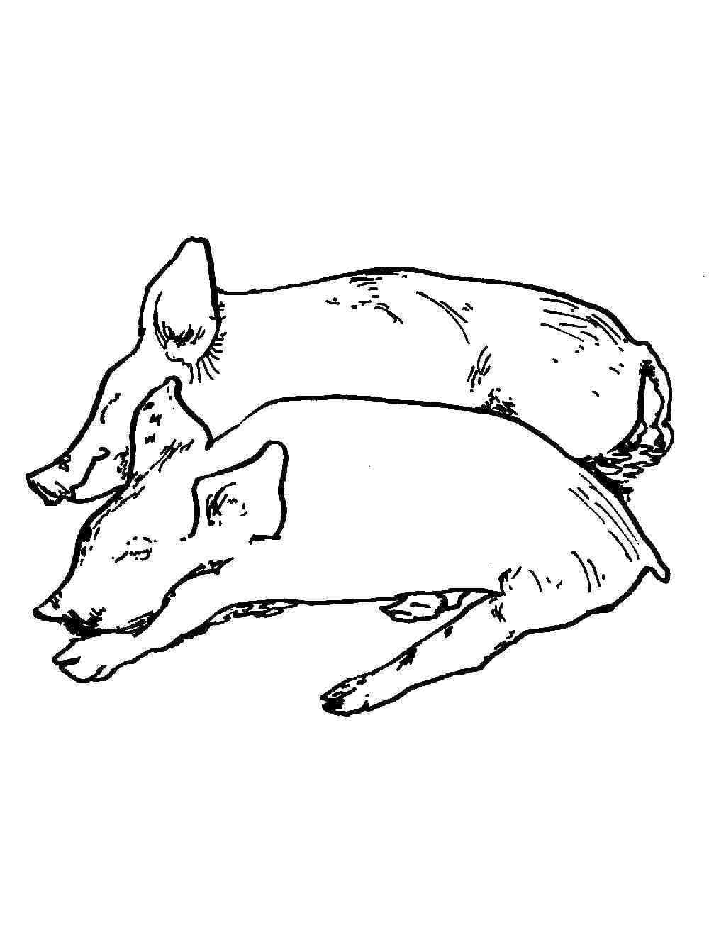 Coloriage Deux Cochons Endormis à imprimer