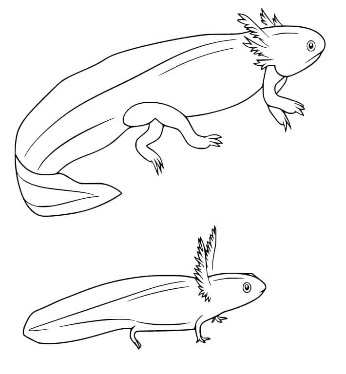Coloriage Grand Et Petit Axolotl à imprimer