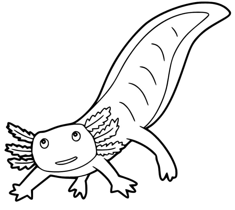 Coloriage Gratuit Axolotl