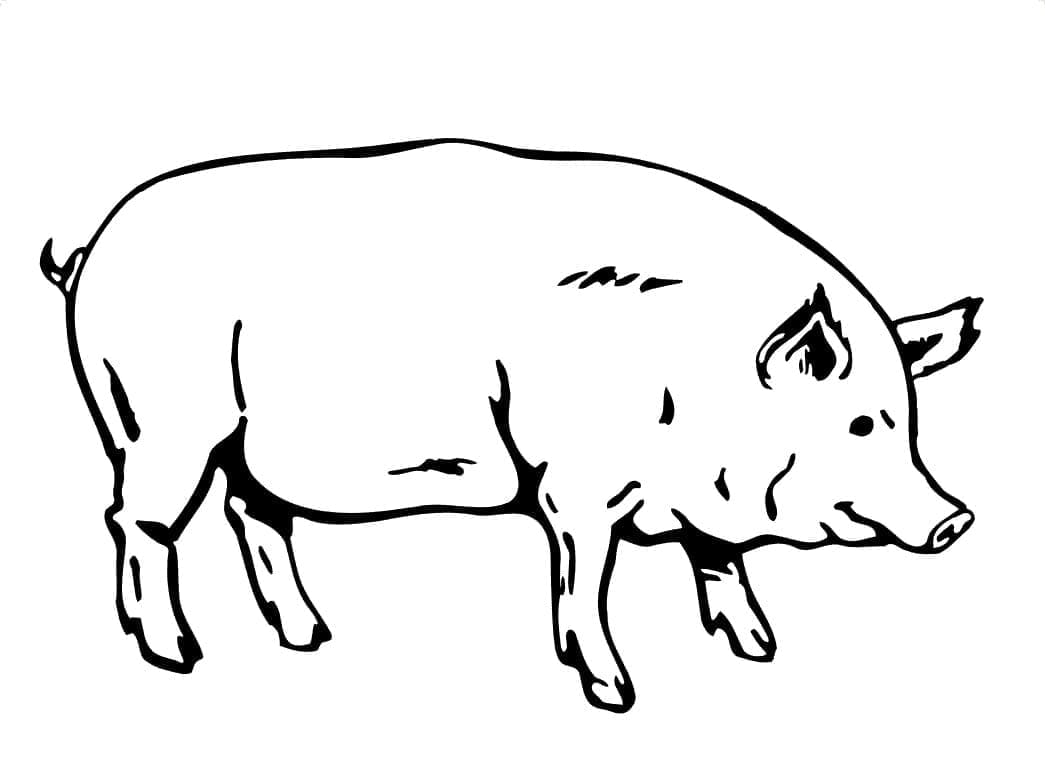 Coloriage Gros Cochon