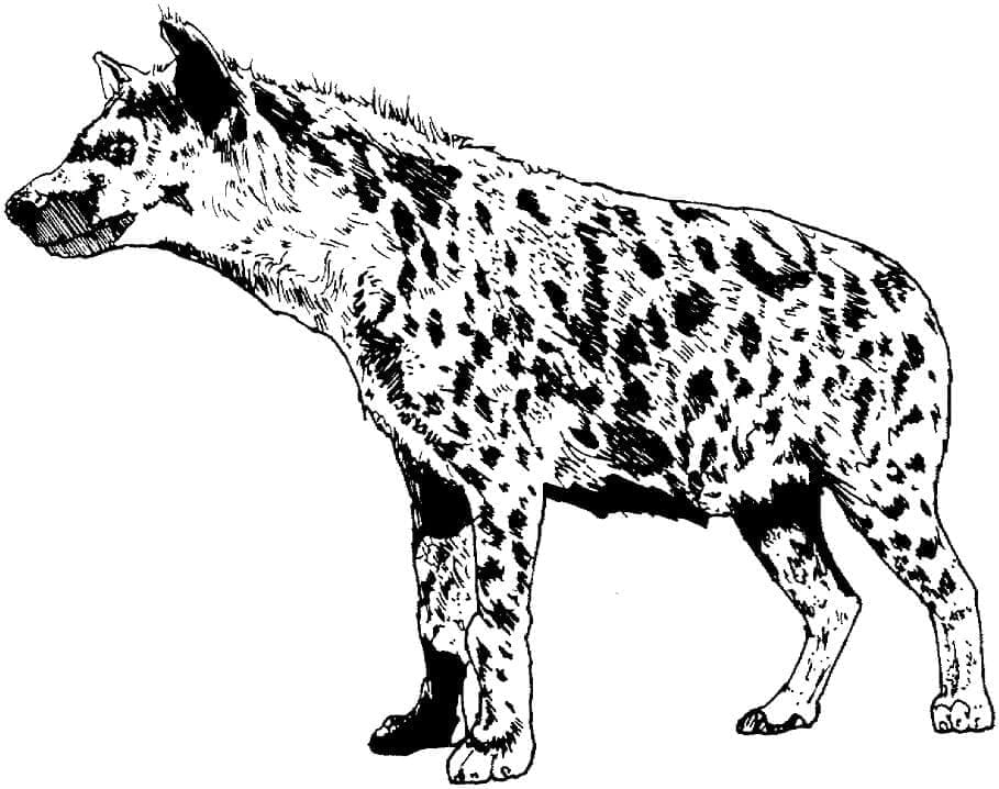 Coloriage Hyène Gratuit À Imprimer