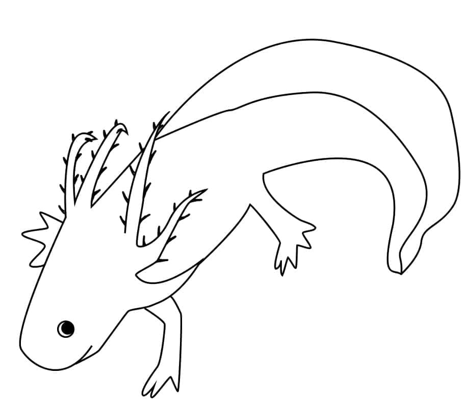 Coloriage Imprimable Axolotl à imprimer