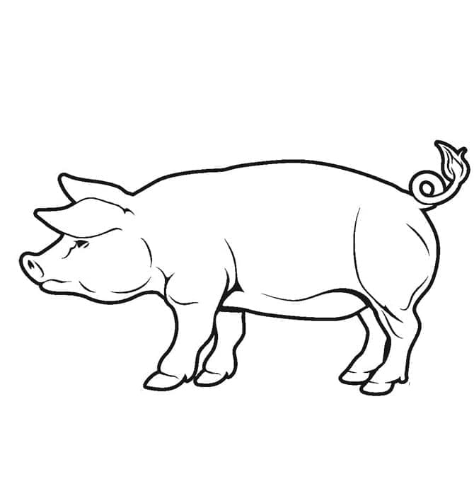 Coloriage Imprimer Cochon