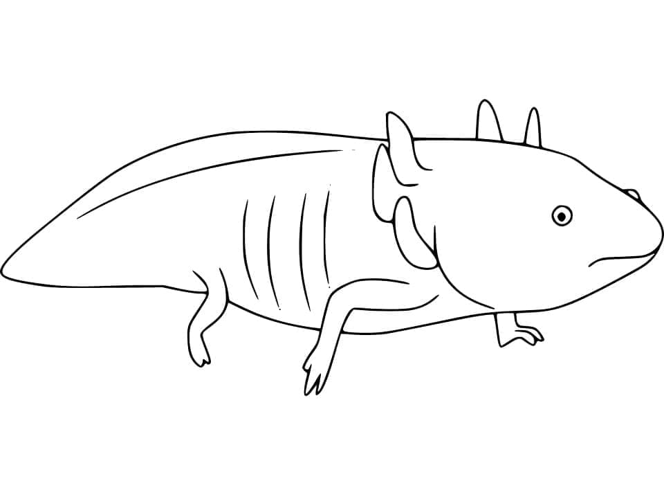 Coloriage Un Axolotl Pour Les Enfants à imprimer