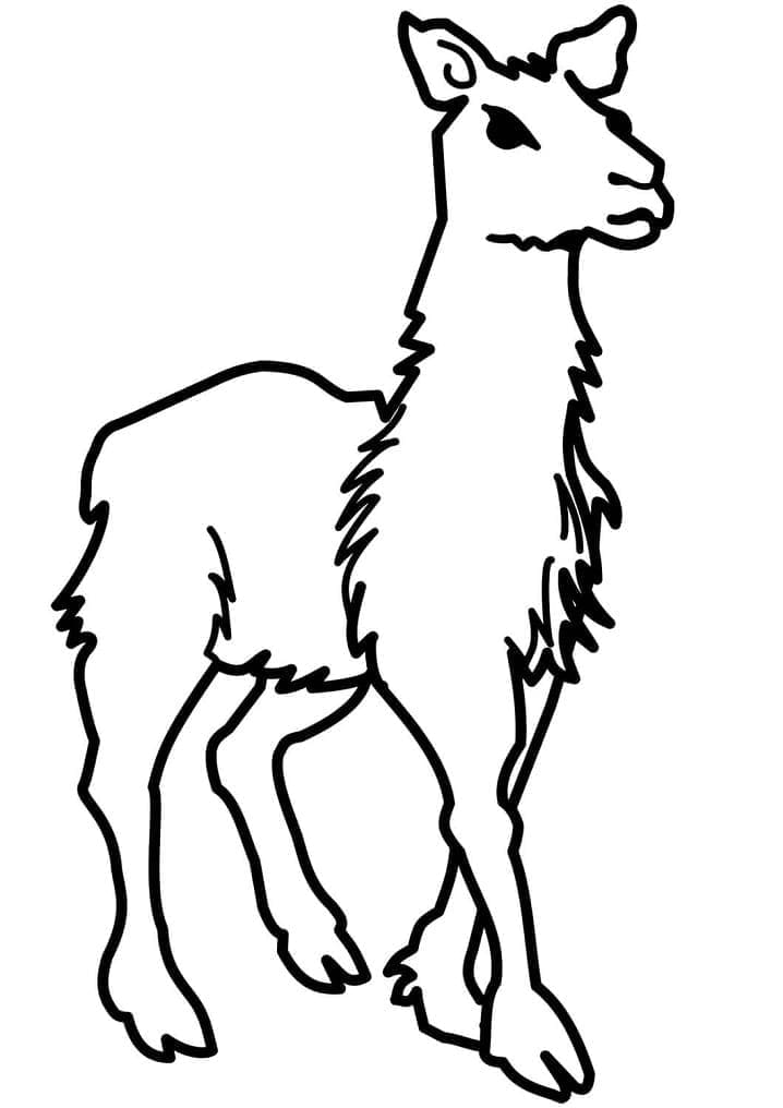 Coloriage Dessin de lama imprimable