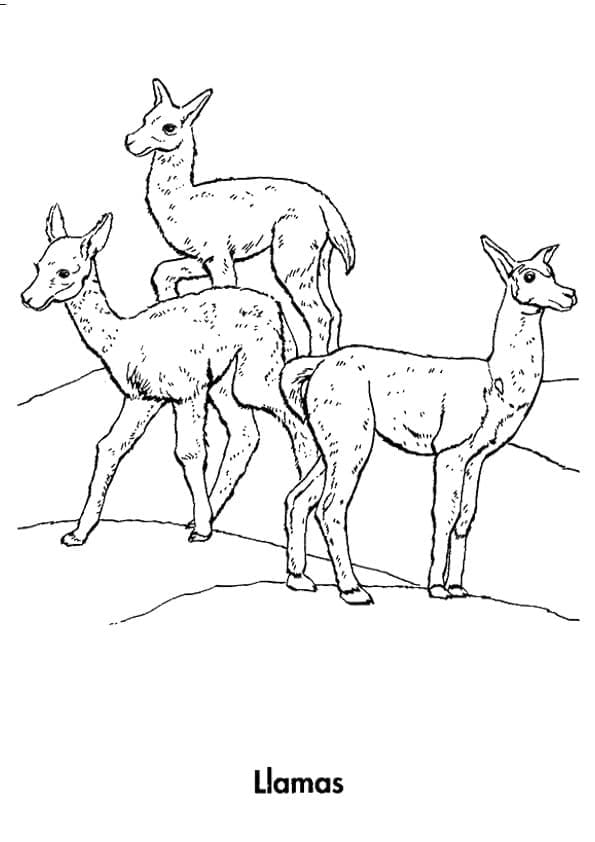 Coloriage Image gratuite de lamas