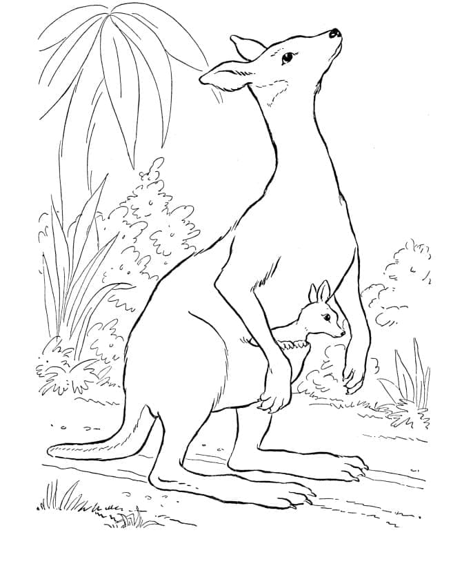 Coloriage Kangourous pour les enfants