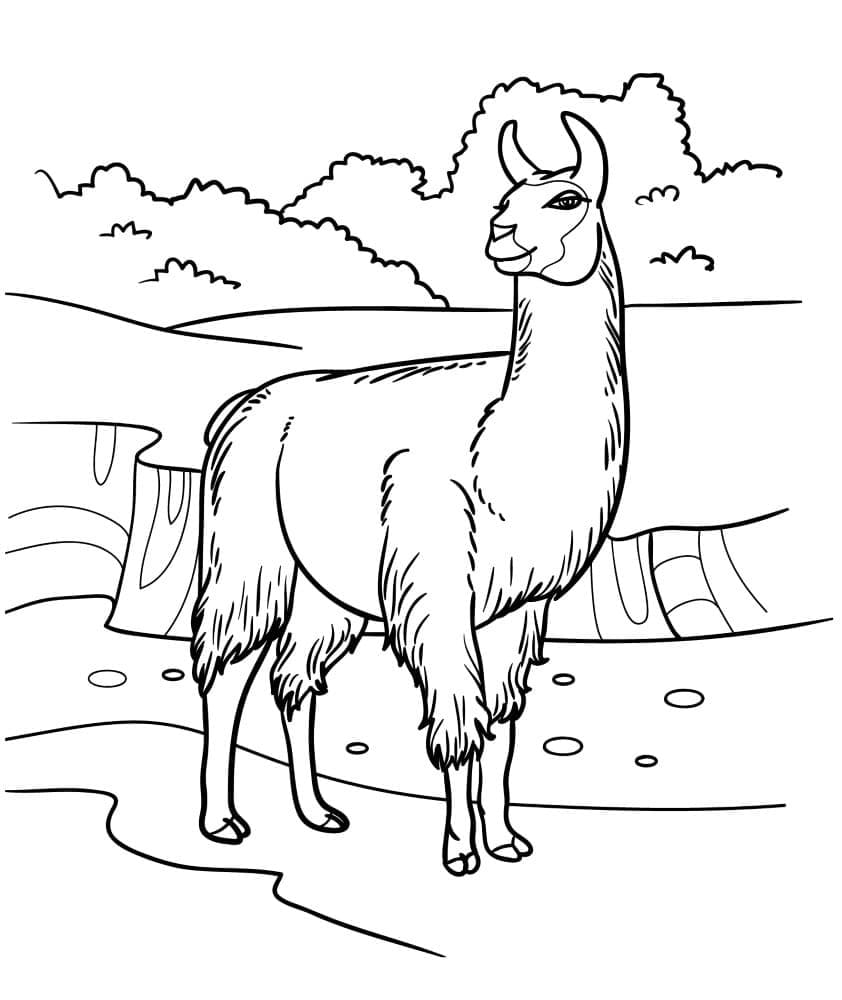 Coloriage Lama gratuit pour les enfants