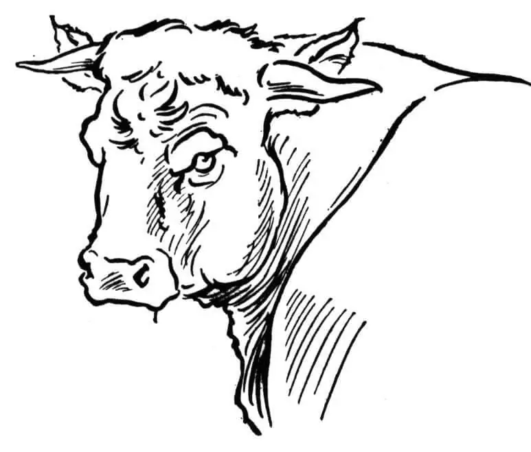 Coloriage Portrait de taureau