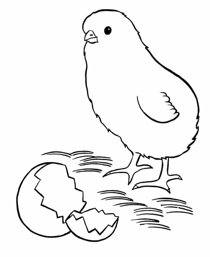 Coloriage Petit poussin gratuit