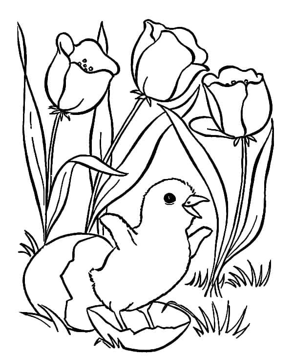 Coloriage Poussin nouveau-né