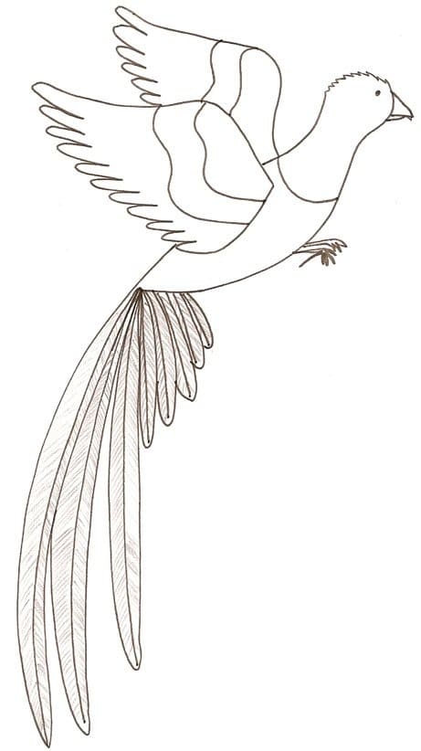 Coloriage Dessine un Quetzal pour les enfants