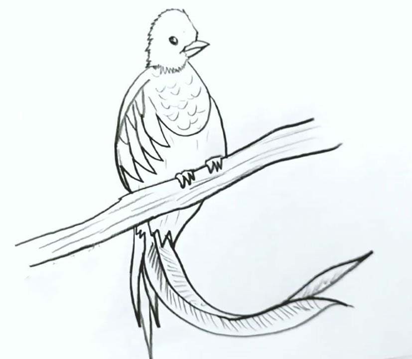 Coloriage Dessiner Quetzal Gratuit Imprimable