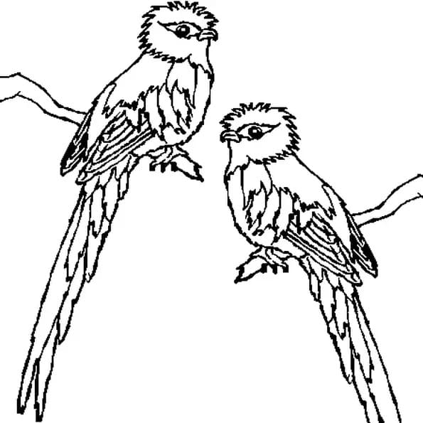 Coloriage Deux beaux Quetzal