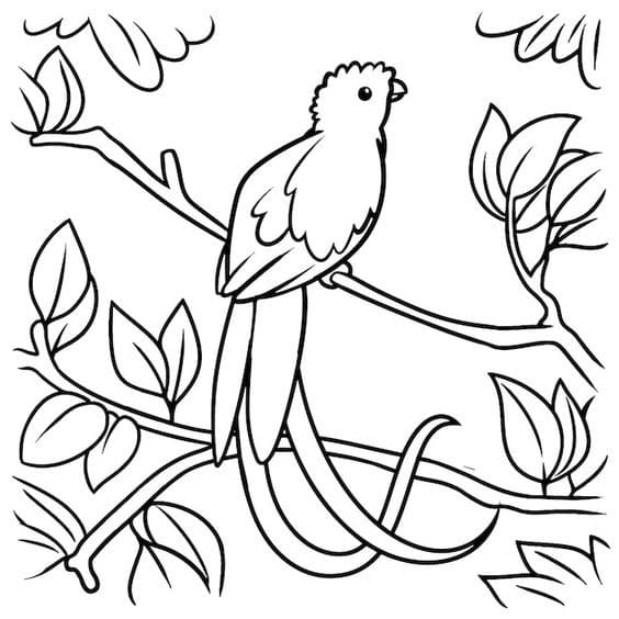 Coloriage Quetzal basique