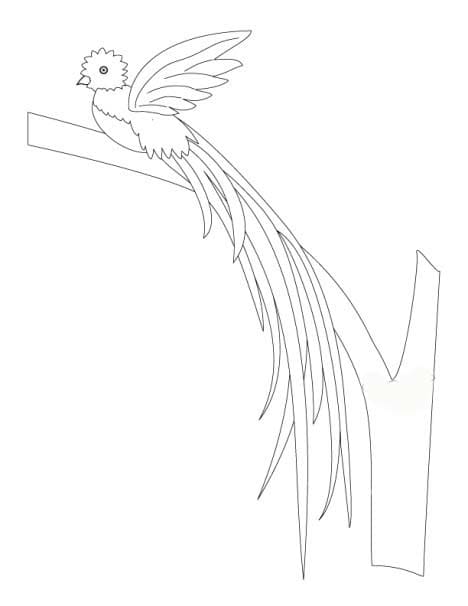 Coloriage Quetzal facile