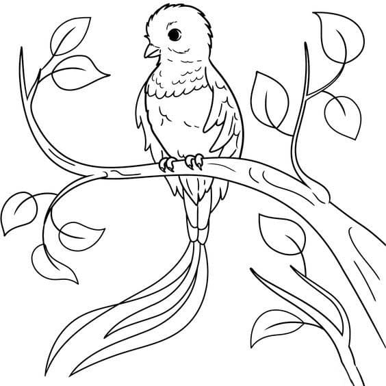 Coloriage Quetzal gratuit à imprimer