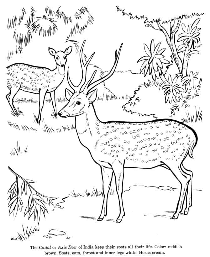 Coloriage Cerfs Axis