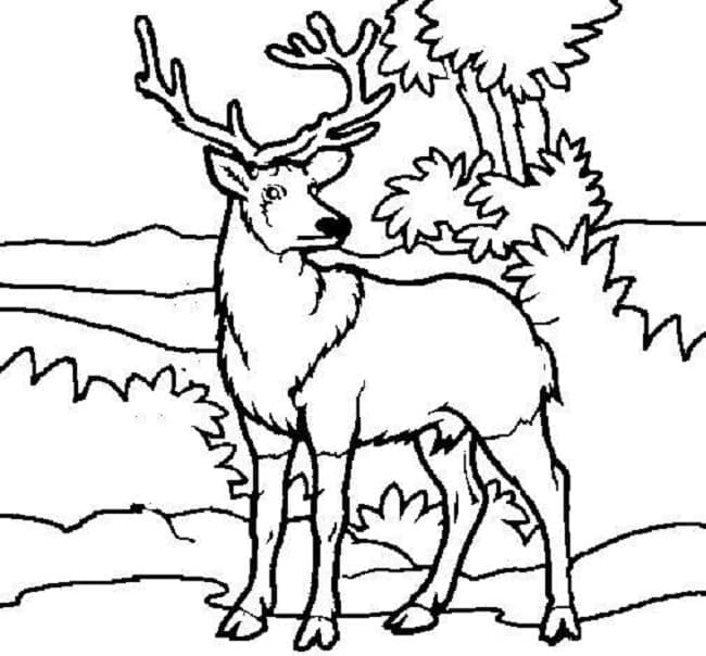 Coloriage Cerfs dans la forêt