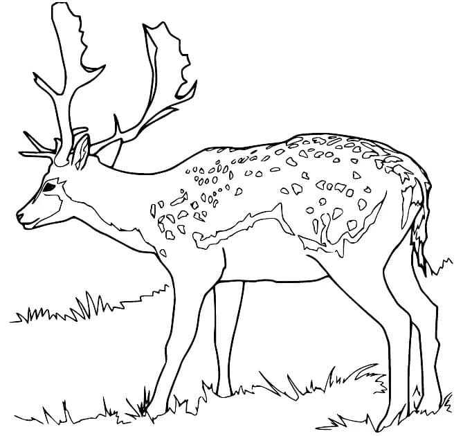 Coloriage Cerfs dans la prairie