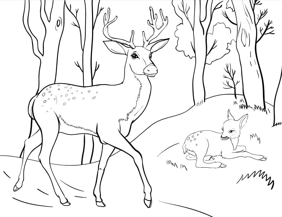 Coloriage Cerfs et faon dans la forêt