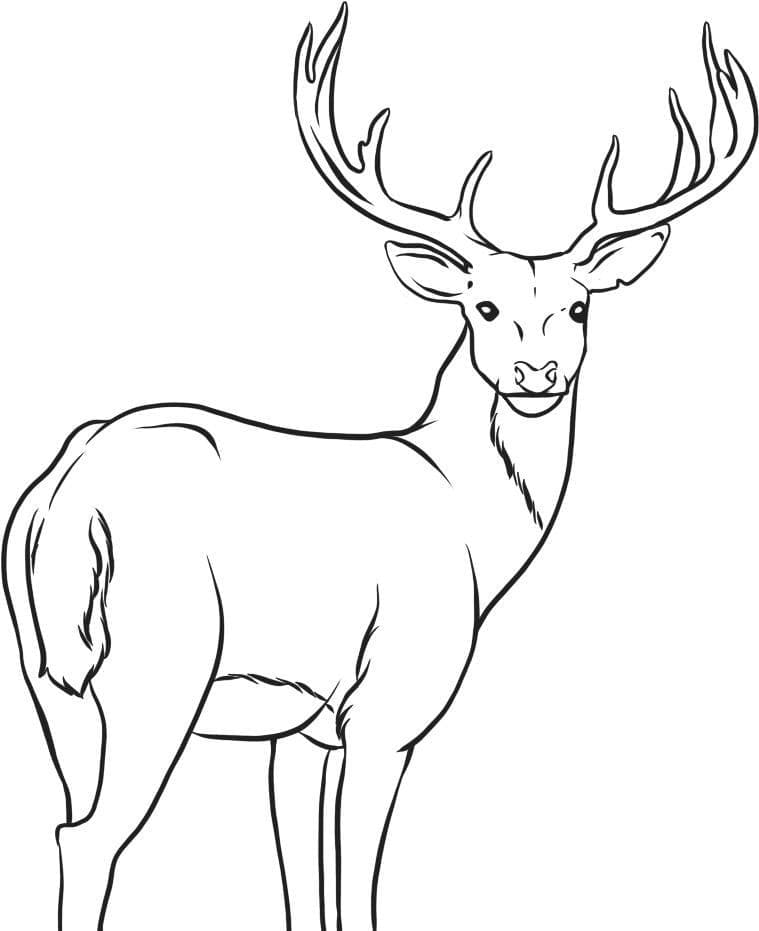 Coloriage Cerfs gratuit