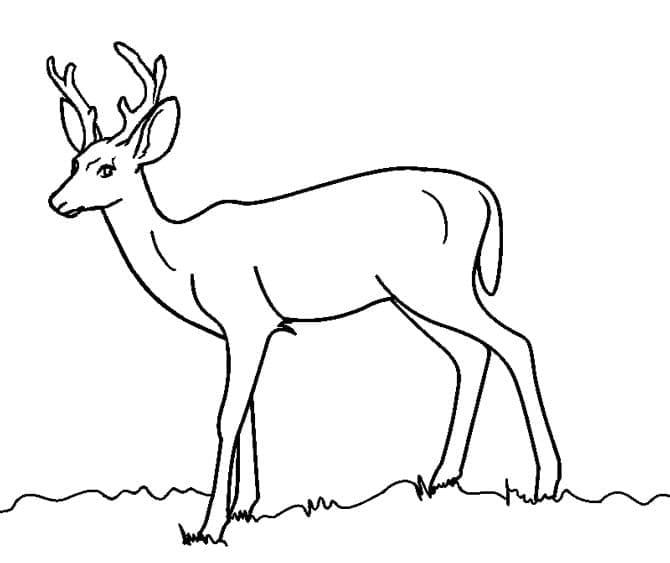 Coloriage Cerfs imprimable