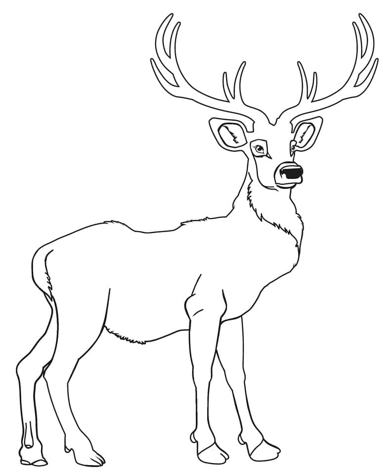 Coloriage Cerfs imprimable gratuit