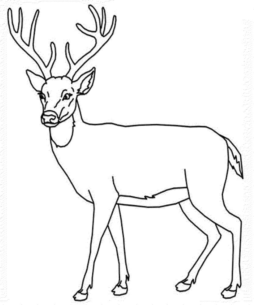 Coloriage Cerfs imprimable gratuitement