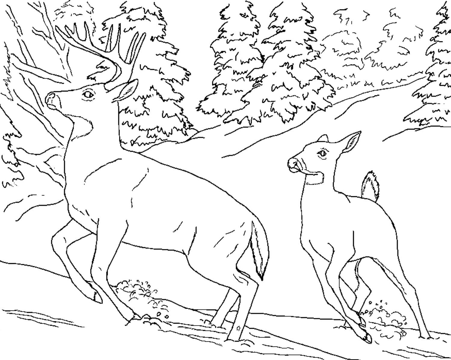 Coloriage Cerfs imprimable pour les enfants