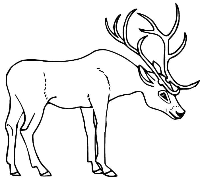 Coloriage Cerfs imprimé