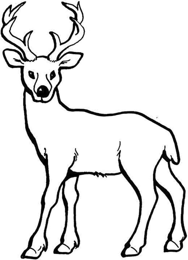 Coloriage Cerfs libre