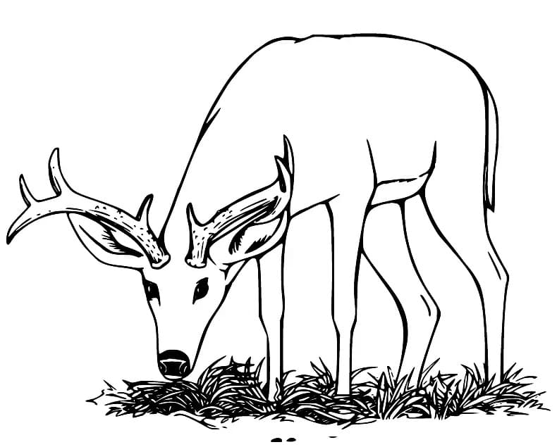 Coloriage Cerfs mangeant de l'herbe