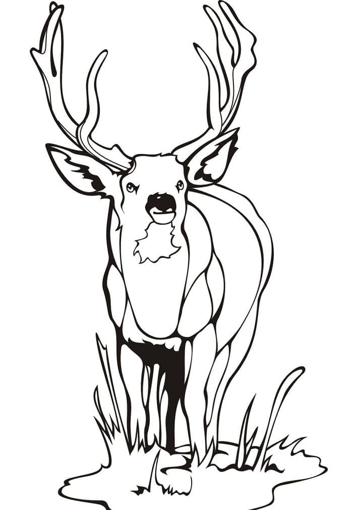 Coloriage Cerfs normal