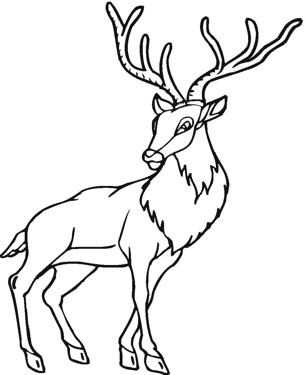 Coloriage Cerfs pour les enfants