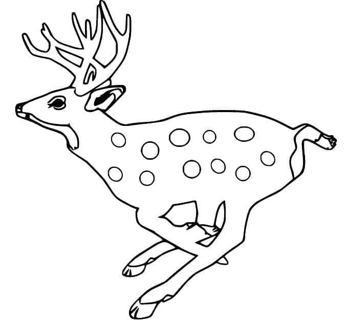 Coloriage Cerfs qui court