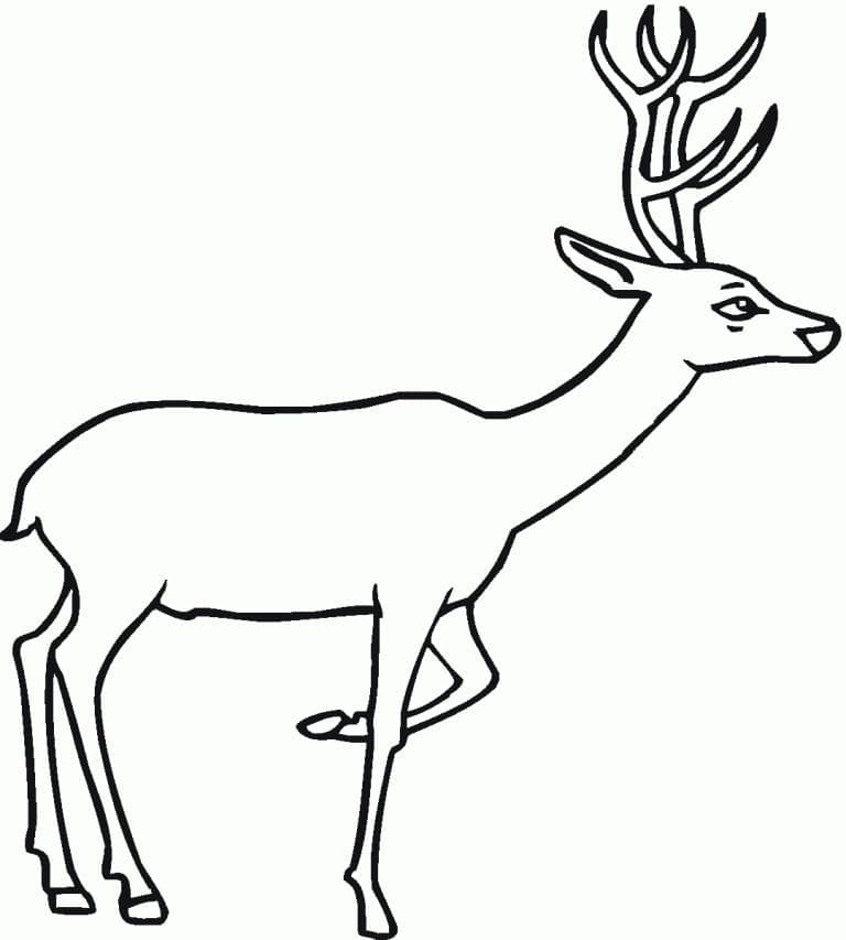 Coloriage Cerfs simple